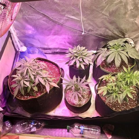 The Guice growlog timeline photo