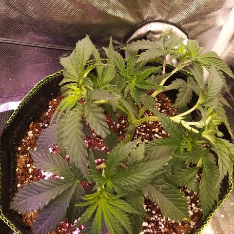 The Guice growlog timeline photo