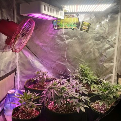 The Guice growlog timeline photo
