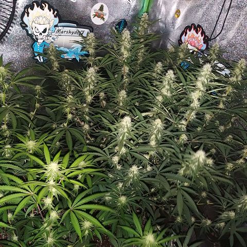 Chocolope growlog timeline photo