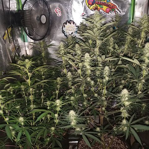 Chocolope growlog timeline photo