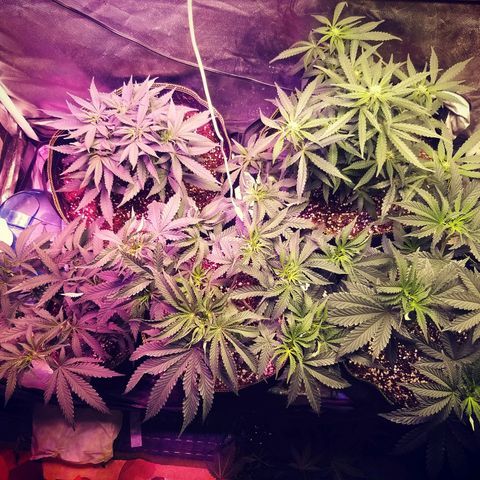 The Guice growlog timeline photo