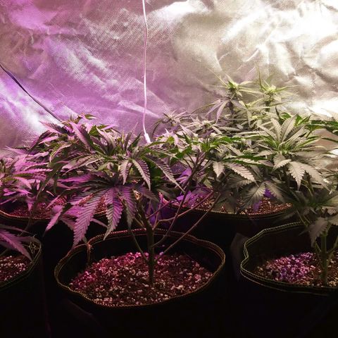 The Guice growlog timeline photo