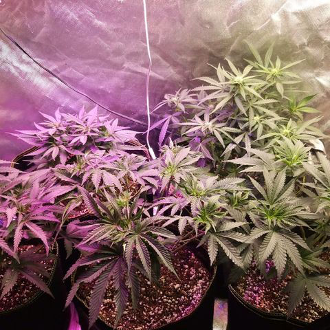 The Guice growlog timeline photo