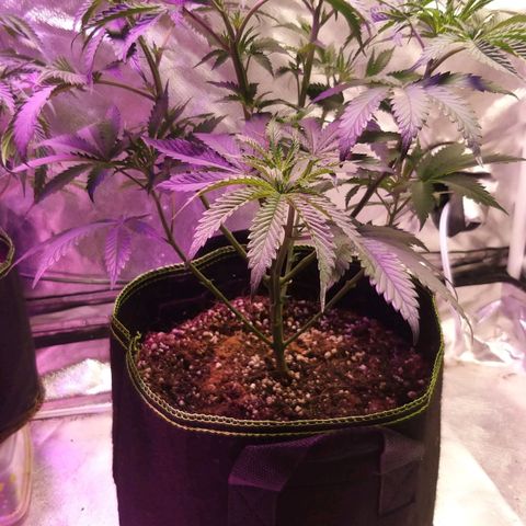 The Guice growlog timeline photo