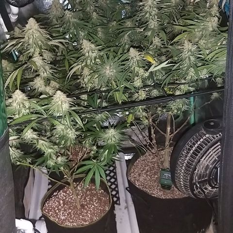 Chocolope growlog timeline photo
