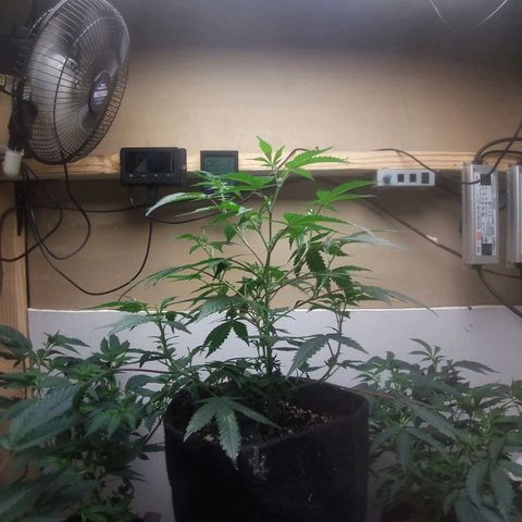 Pancake Stomper #3 growlog timeline photo