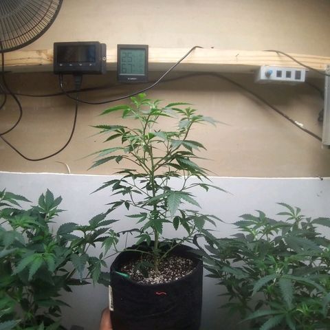 Pancake Stomper #2 growlog timeline photo