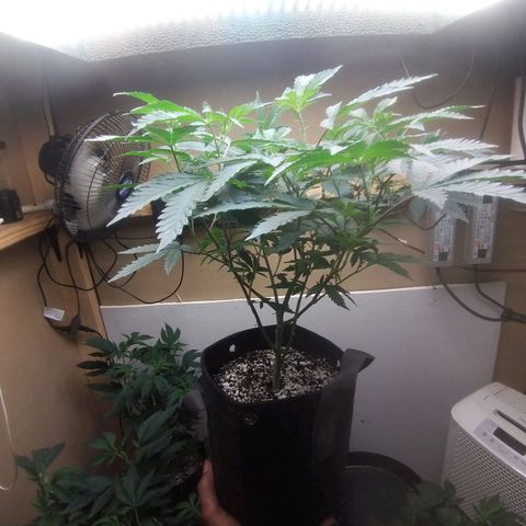 Shocktartz #1 growlog timeline photo