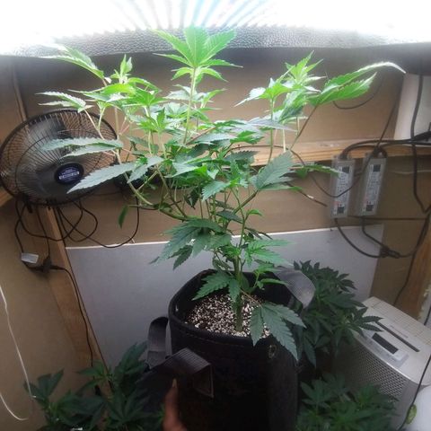 Florida Cake #2 growlog timeline photo