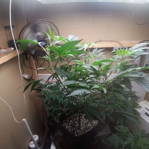 Florida Cake #1 growlog timeline photo