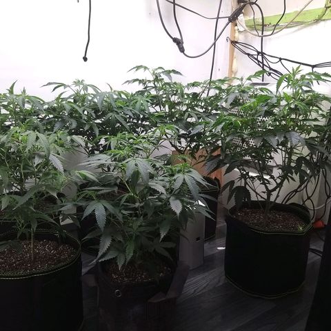Shocktartz #1 growlog timeline photo