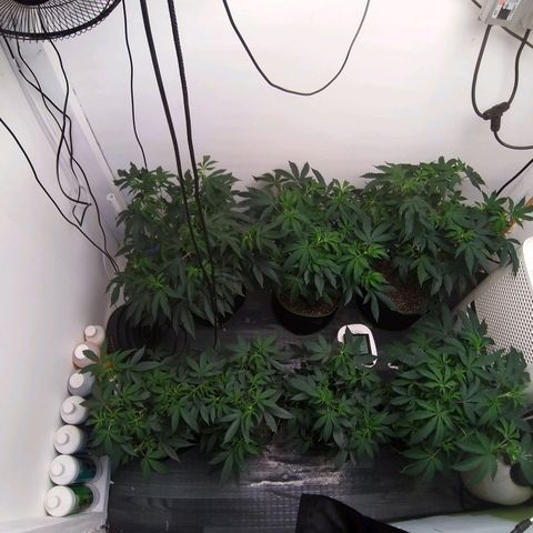 Shocktartz #1 growlog timeline photo