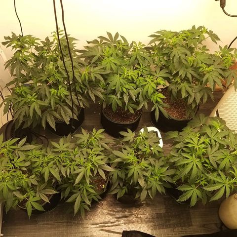 Shocktartz #1 growlog timeline photo