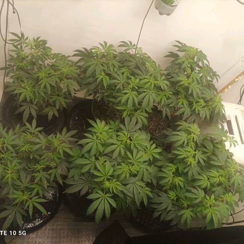 Shocktartz #1 growlog timeline photo