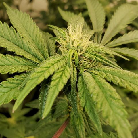 Shocktartz #1 growlog timeline photo