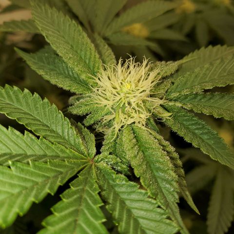 Florida Cake #2 growlog timeline photo