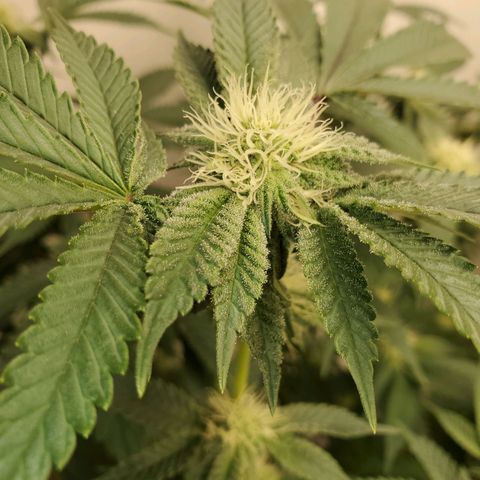 Florida Cake #1 growlog timeline photo