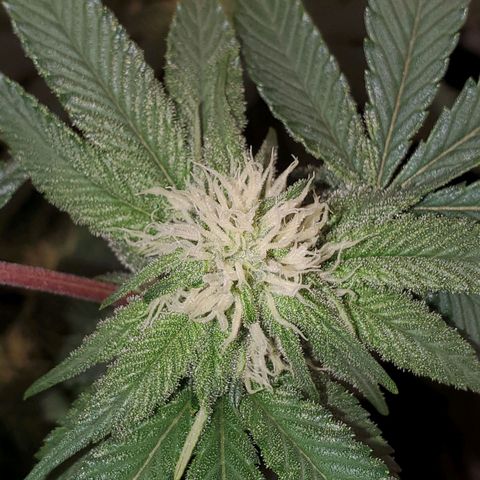 Pancake Stomper #2 growlog timeline photo