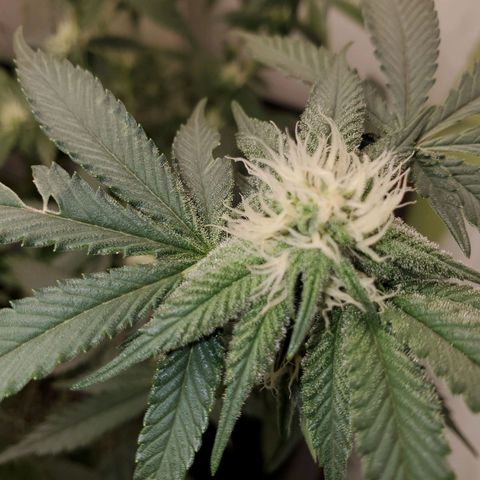 Pancake Stomper #3 growlog timeline photo
