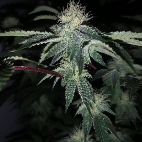 Florida Cake #2 growlog timeline photo