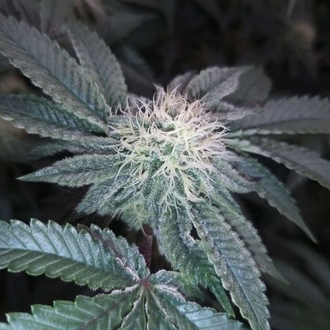 Florida Cake #1 growlog timeline photo