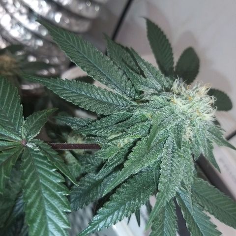 Pancake Stomper #3 growlog timeline photo