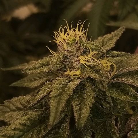 Shocktartz #1 growlog timeline photo