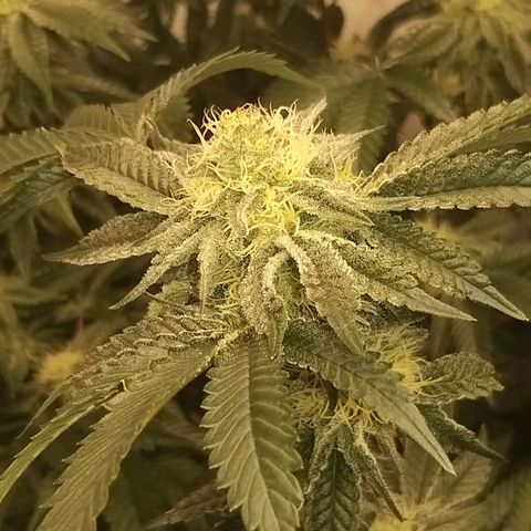Florida Cake #1 growlog timeline photo