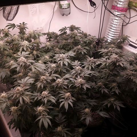 Shocktartz #1 growlog timeline photo