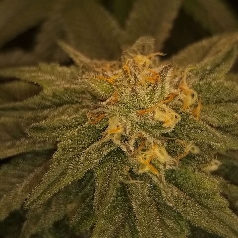 Pancake Stomper #2 growlog timeline photo