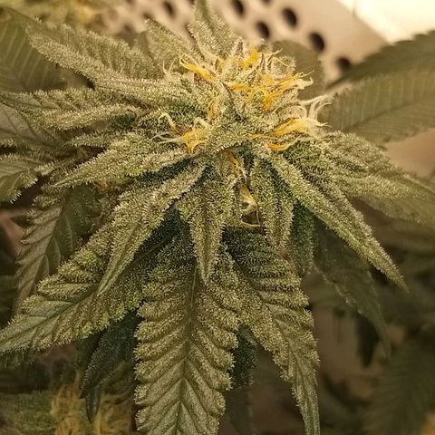Pancake Stomper #3 growlog timeline photo
