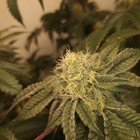 Florida Cake #2 growlog timeline photo