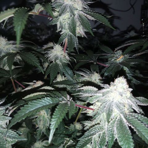 Florida Cake #2 growlog timeline photo