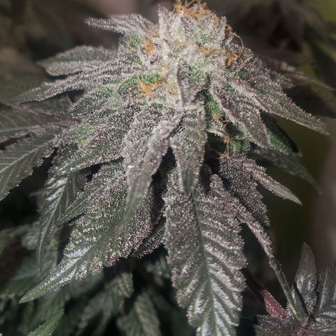 Pancake Stomper #3 growlog timeline photo