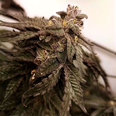 Shocktartz #1 growlog timeline photo
