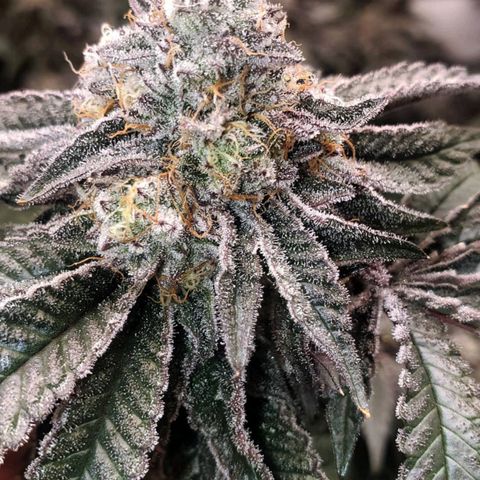 Florida Cake #2 growlog timeline photo