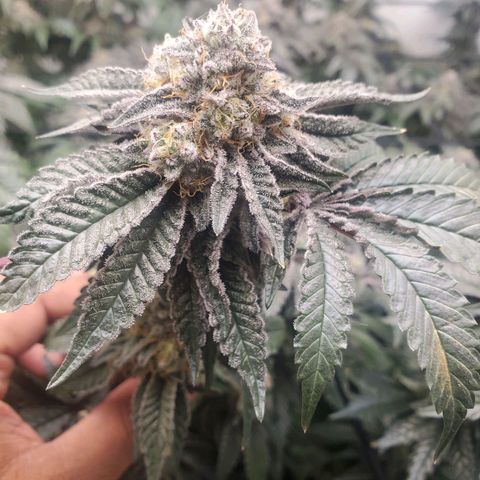 Florida Cake #1 growlog timeline photo