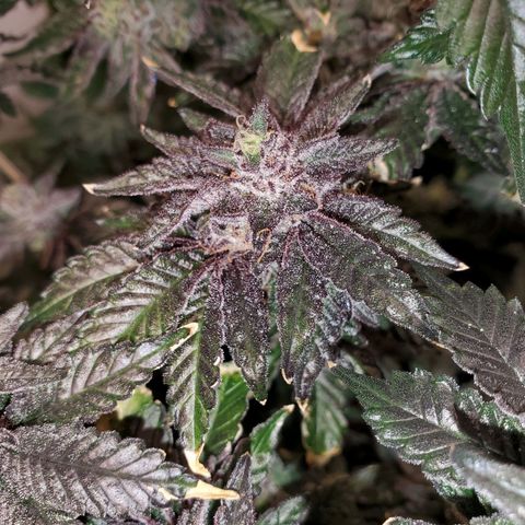 Shocktartz #1 growlog timeline photo