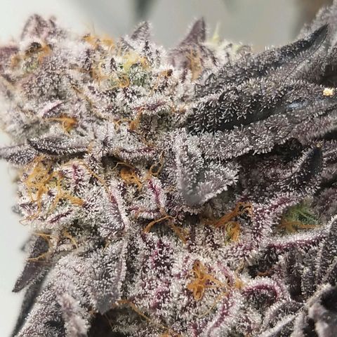 Florida Cake #2 growlog timeline photo
