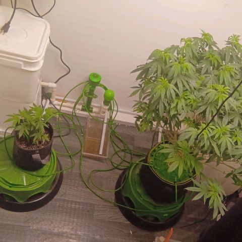 Shocktartz #1 growlog timeline photo