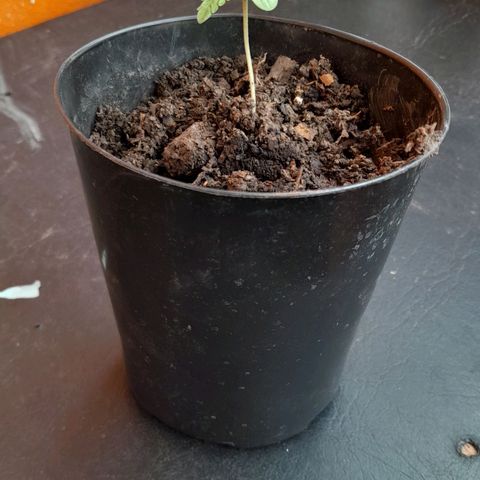RUNA ♡ • (Critical +2) growlog photo: Segundo día de sol. Tierra y humus de lombris. Esta empezando a ensanchar sus hojas. 