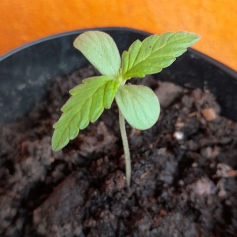 RUNA ♡ • (Critical +2) growlog photo: Segundo día de sol. Tierra y humus de lombris. Esta empezando a ensanchar sus hojas. 