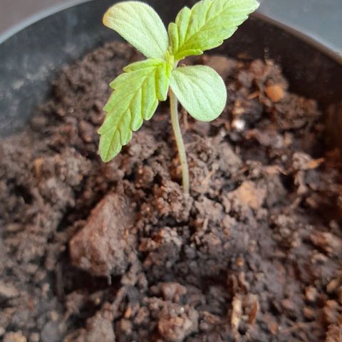 RUNA ♡ • (Critical +2) growlog photo: Segundo día de sol. Tierra y humus de lombris. Esta empezando a ensanchar sus hojas. 