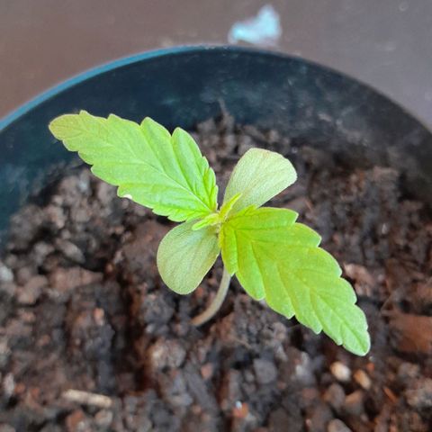RUNA ♡ • (Critical +2) growlog photo: Hermosa y mas grande. No esta amarilla como ayer