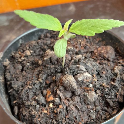 RUNA ♡ • (Critical +2) growlog photo: La traje a mi balcón porque estuvo lloviendo. No la agarro la lluvia