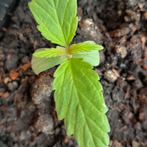RUNA ♡ • (Critical +2) growlog timeline photo