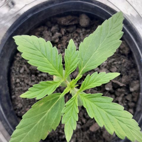 RUNA ♡ • (Critical +2) growlog photo: Hermosa! Ya abrió la 3ra chalaa