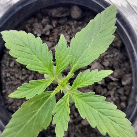 RUNA ♡ • (Critical +2) growlog photo: Hermosa! Ya abrió la 3ra chalaa