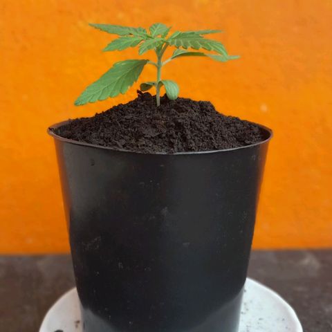 RUNA ♡ • (Critical +2) growlog photo: 4 cucharadas de humus de lombriz.  Cubrí hasta las hojas baby
